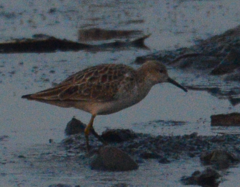 Calidris pugnax