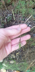 Dawsonia
