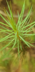 Dawsonia