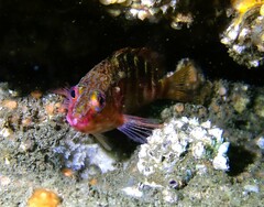 Hypoplectrodes maccullochi