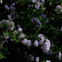 Veronica diosmifolia