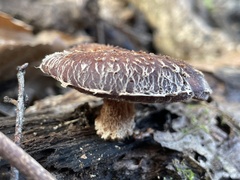 Lentinula edodes