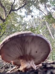 Lentinula edodes
