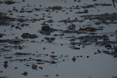 Calidris minuta