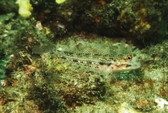 Istigobius hoesei