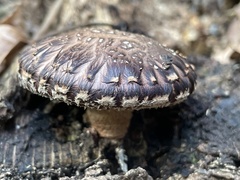 Lentinula edodes