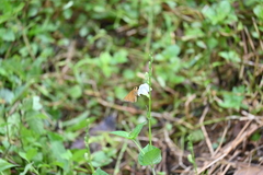 Polytremis lubricans