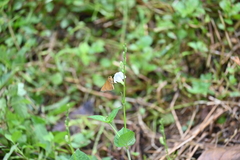 Polytremis lubricans