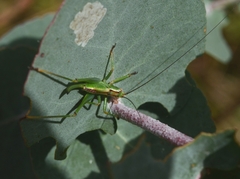 Conocephalomima barameda