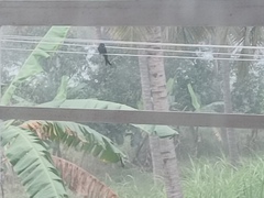 Dicrurus macrocercus