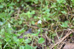 Polytremis lubricans