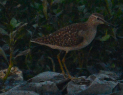 Tringa glareola