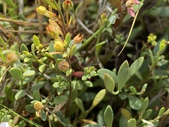 Samolus repens