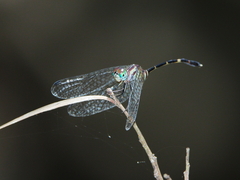 Nannophlebia eludens