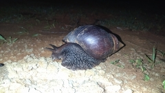 Lissachatina fulica