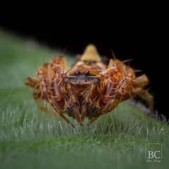 Arkys dilatatus