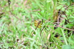 Camacinia gigantea
