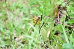 Camacinia gigantea