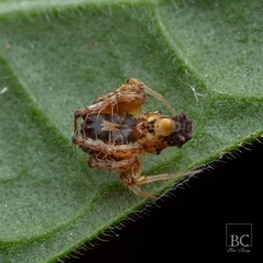 Arkys dilatatus