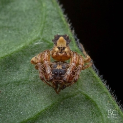 Arkys dilatatus