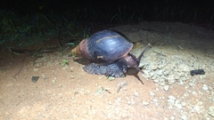 Lissachatina fulica