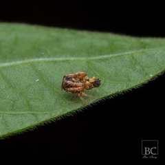 Arkys dilatatus