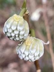 Edgeworthia chrysantha