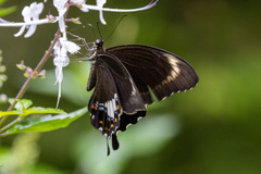 Papilio fuscus
