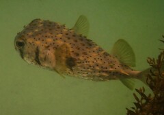 Dicotylichthys punctulatus