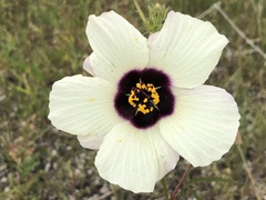Hibiscus trionum