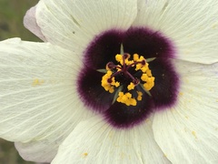 Hibiscus trionum