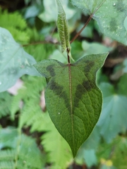 Persicaria biconvexa