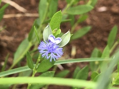 Polygala gerrardii