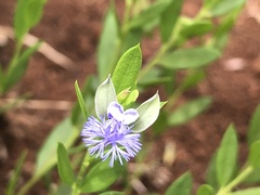 Polygala gerrardii
