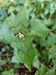 Persicaria biconvexa