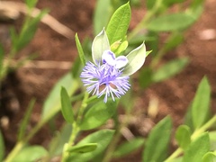 Polygala gerrardii