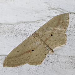 Scopula perlata
