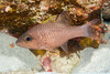 Iridescent Cardinalfish - Photo (c) David R, some rights reserved (CC BY-NC)