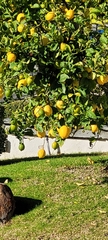 Citrus × limon