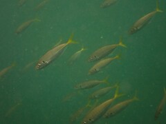 Trachurus novaezelandiae