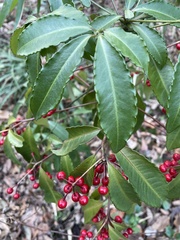 Ardisia crenata