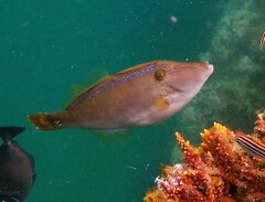 Meuschenia trachylepis