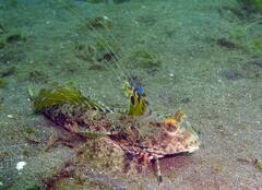 Dactylopus dactylopus