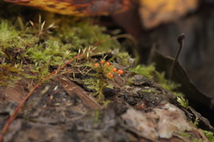 Hemitrichia decipiens