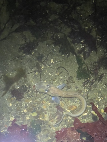 Blackbelly eelpout (Lycodes pacificus) — Zoarcidae