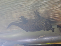 Ailuronyx seychellensis