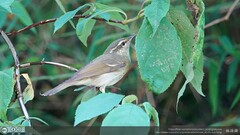 Phylloscopus magnirostris