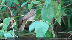 Phylloscopus magnirostris