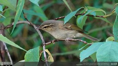 Phylloscopus magnirostris