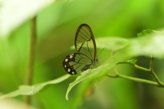 Pseudohaetera hypaesia